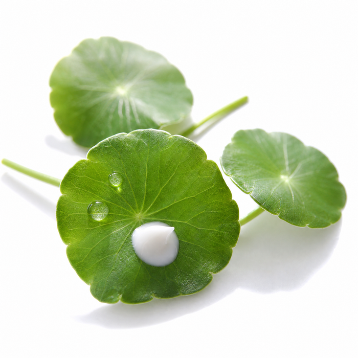 Centella asiatica